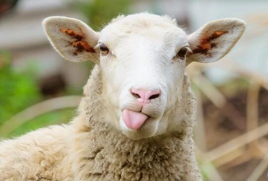 Bárány napok a Katica Tanyán