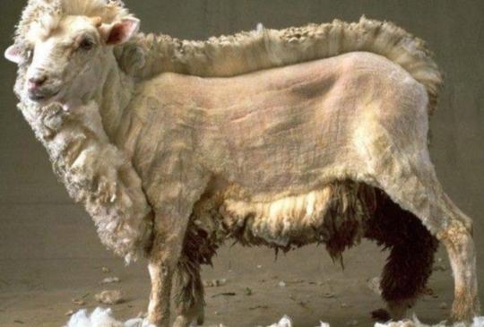 Fagyosszentek hétvégéje és Csodálatos élővilágunk – Bárány napok