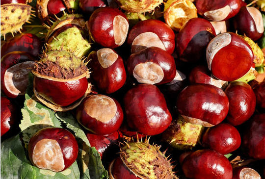 Gesztenye napok a Katica Tanyán