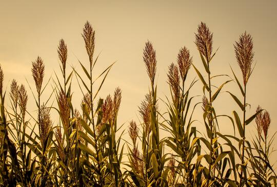Gyékényezés Farkas – Turi Enikővel