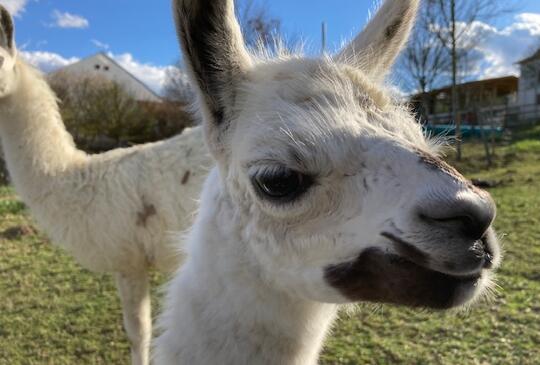 Kisláma született a Katica Tanyán!