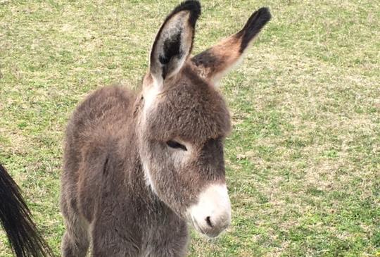 Újabb kis jószággal bővült a Tanya!