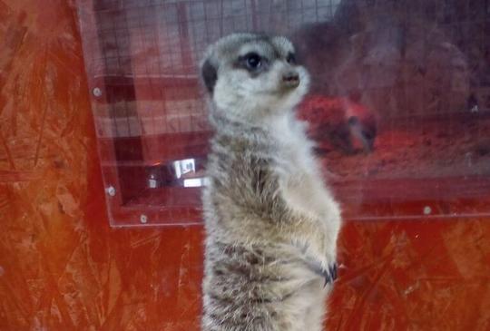 A boldogság hete a Katica Tanyán