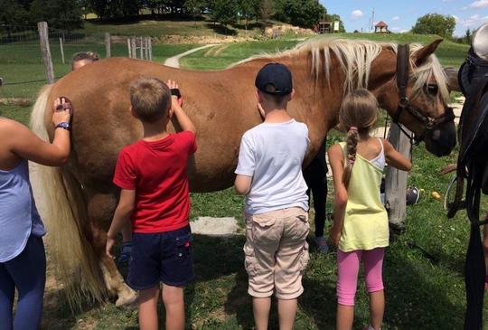 Kedvenceink a lovak a Katica Tanyán