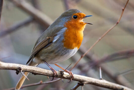 Töltsétek nálunk a tél végét!