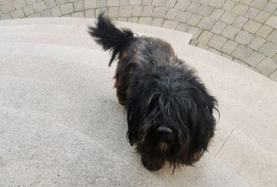 Szívmelengető történet: Negró kutyus új családra lelt