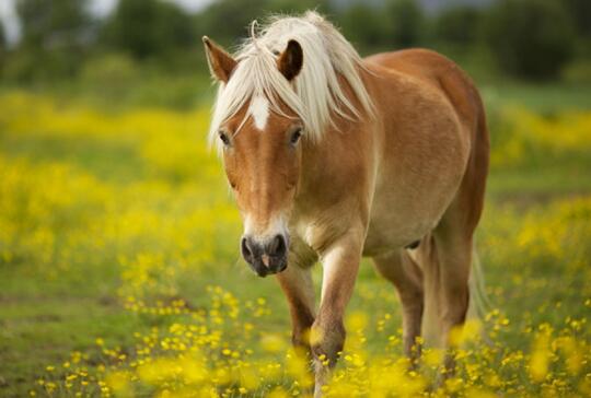 Kedvenceink a lovak!