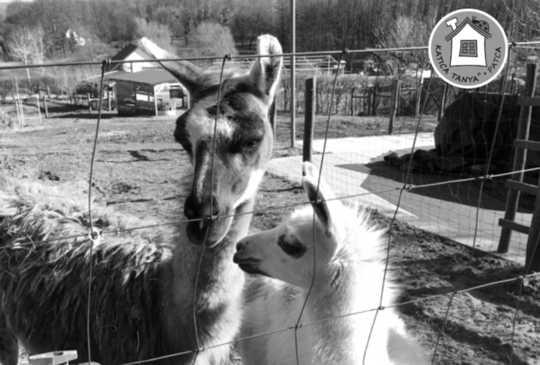 Búcsúzunk tőletek, Zsófi és Saci