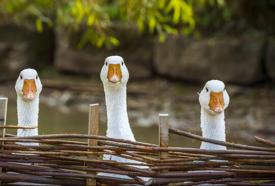 Szent Márton napja a Katica Tanyán